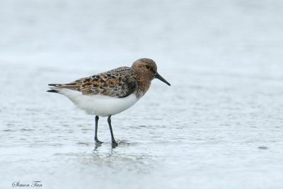 SAND07-22-Sanderling.jpg