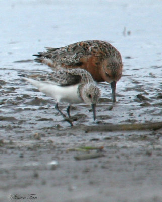 SAND07-24-Sanderling_REKN.jpg