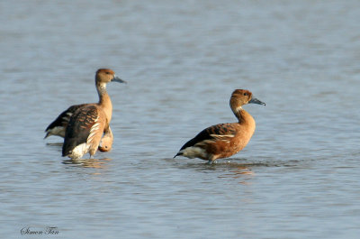 FUWD07-12-Fulvous-Whistling-Duck.jpg