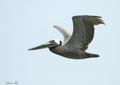 BRPE07-22-Brown-Pelican.jpg