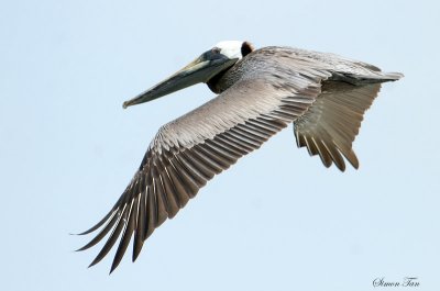 BRPE07-24-Brown-Pelican.jpg