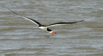 BLSK07-12-Black-Skimmer.jpg