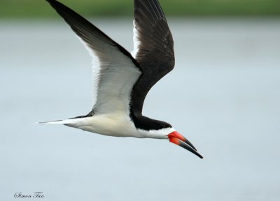 BLSK07-16-Black-Skimmer.jpg