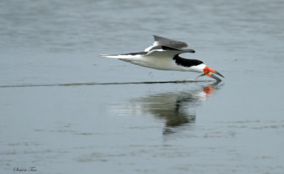 BLSK07-18-Black-Skimmer.jpg