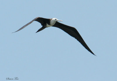 MAFR07-16-Magnificent-Frigatebird.jpg