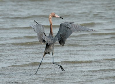 REEG07-16-Reddish-Egret.jpg