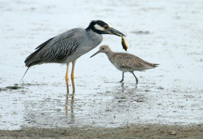 YCNH07-12-Yellow-crowned-Night-Heron-Willet.jpg