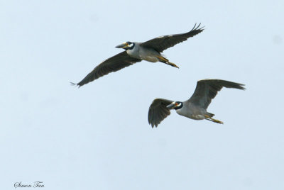 YCNH07-16-Yellow-crowned-Night-Heron.jpg