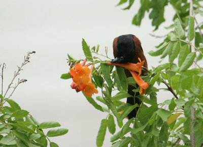 OROR07-70-Orchard-Oriole.jpg