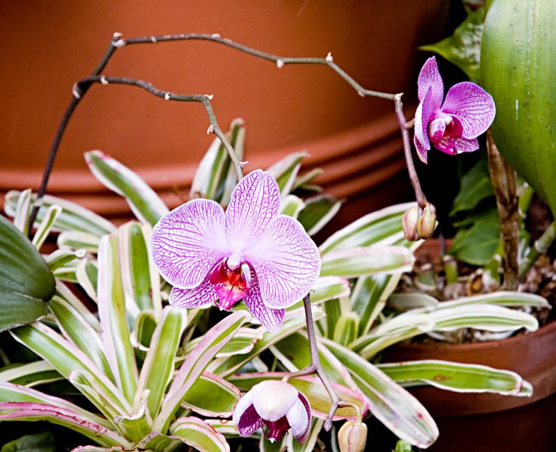 orchid.jpg