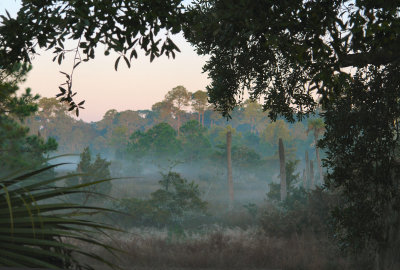 foggy morning marsh