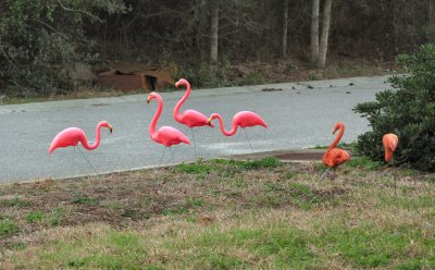 frontyard flamingos.jpg