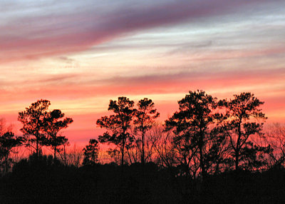 evening sky with trees.jpg