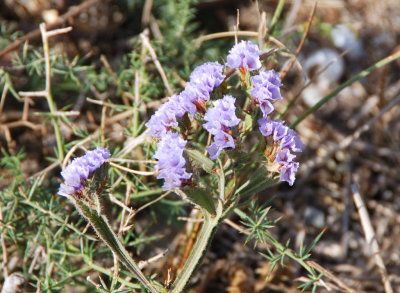 small flowers of Delos