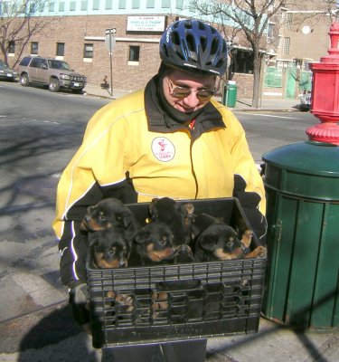 A case of Rottweiler puppies for sale on Arthur Avenue, in the Bronx.