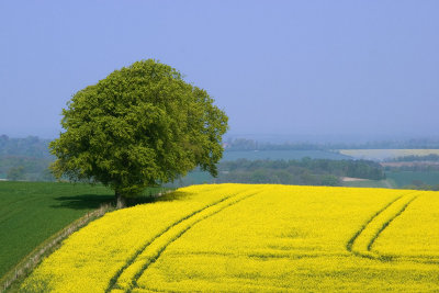Tree in a yellow field