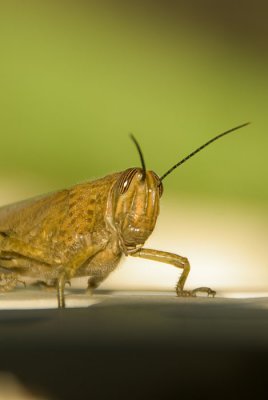 Grasshopper #3.jpg