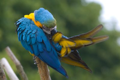 Macaw #1.jpg