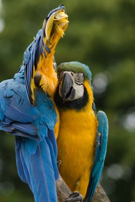 Macaw #2.jpg