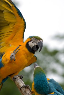 Macaw #3.jpg