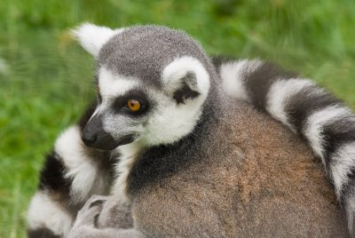 Ring tailed Lemur.jpg