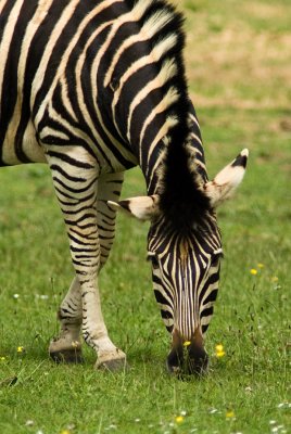 Zebra #1.jpg