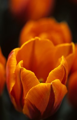Orange Tulip 3