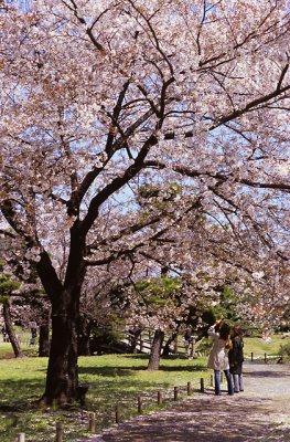 Cherry Blossom