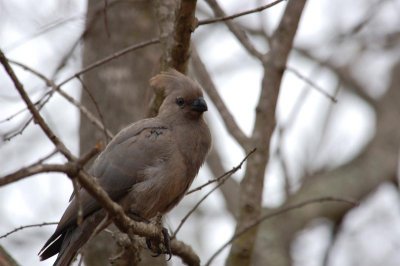 Go-away bird