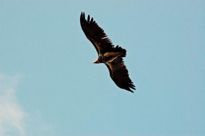 Lappet-faced Vulture overhead