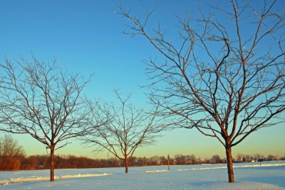 After the Ice Storm