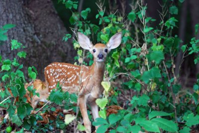 Fawn