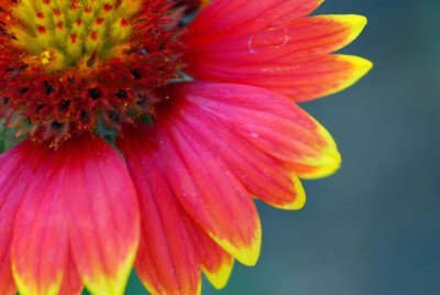 Firewheel closeup