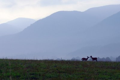 Shadow of the Smokies