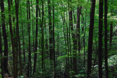 Smoky Mountain Forest