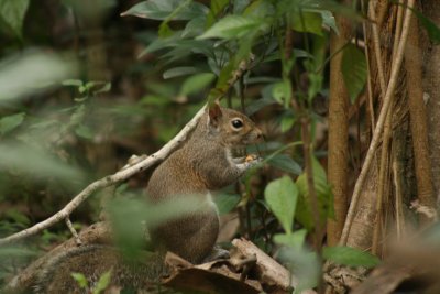 Mammals