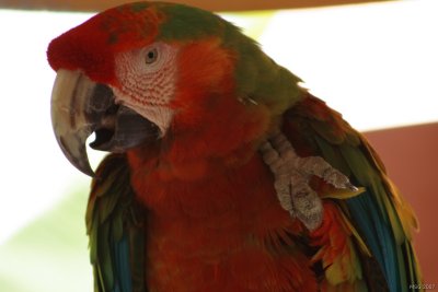 Parrot Jungle Island