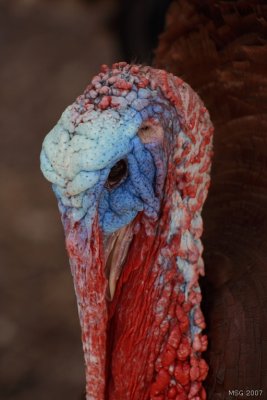 Parrot Jungle Island