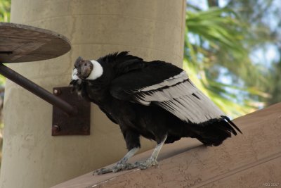 Parrot Jungle Island