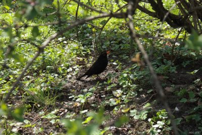 Kos (Turdus merula)