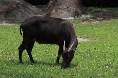 Miami Metro Zoo