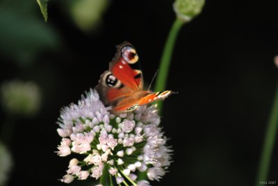 European peacock (Inachis io)