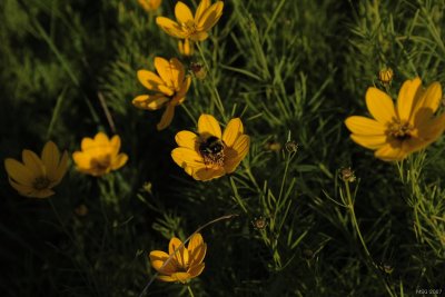 Bumblebees (Bombus)