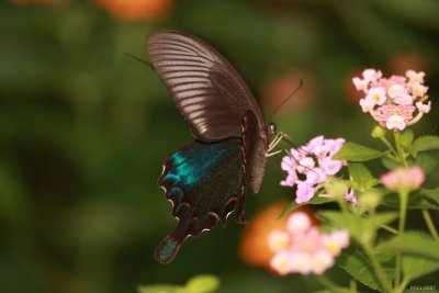 Papilio hoppo (male)