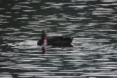 Black Swan, Cygnus atratus, Łabędź czarny