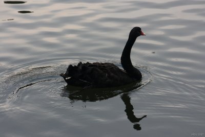 Black Swan, Cygnus atratus, Łabędź czarny