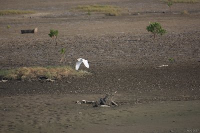 Chinese Egret, Egretta eulophotes, Czapla todzioba
