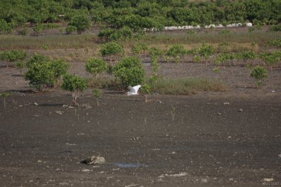 Chinese Egret, Egretta eulophotes, Czapla todzioba