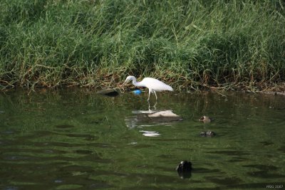 Chinese Egret, Egretta eulophotes, Czapla żółtodzioba