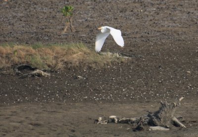 Chinese Egret, Egretta eulophotes, Czapla żółtodzioba